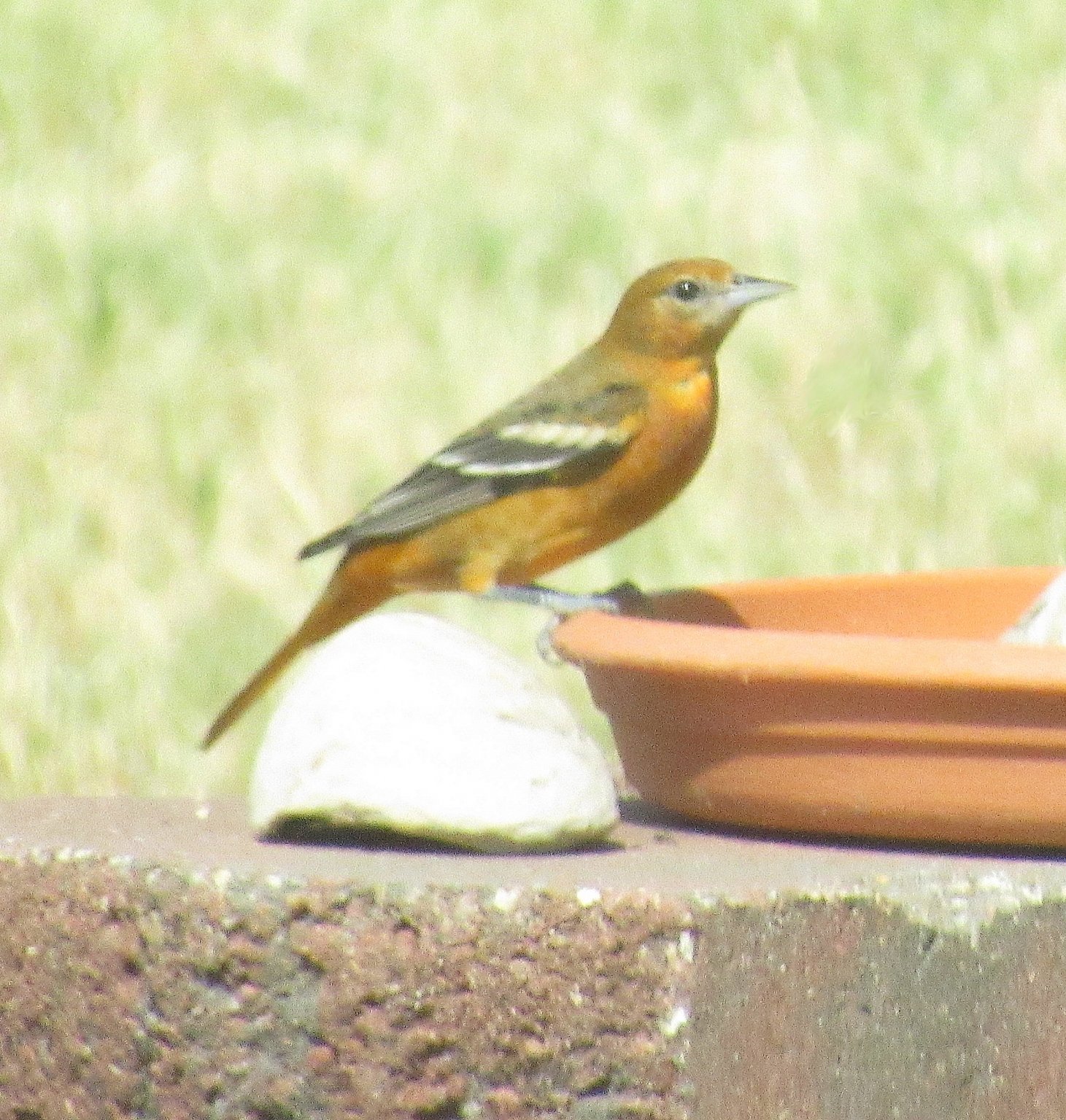 Baltimore Oriole a.jpg