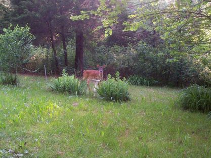 bambi in the back yard.jpg