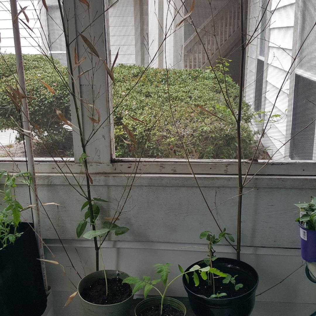 Bamboo Trellis for beans and peas.jpg
