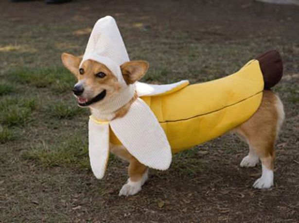 banana-dog.jpg