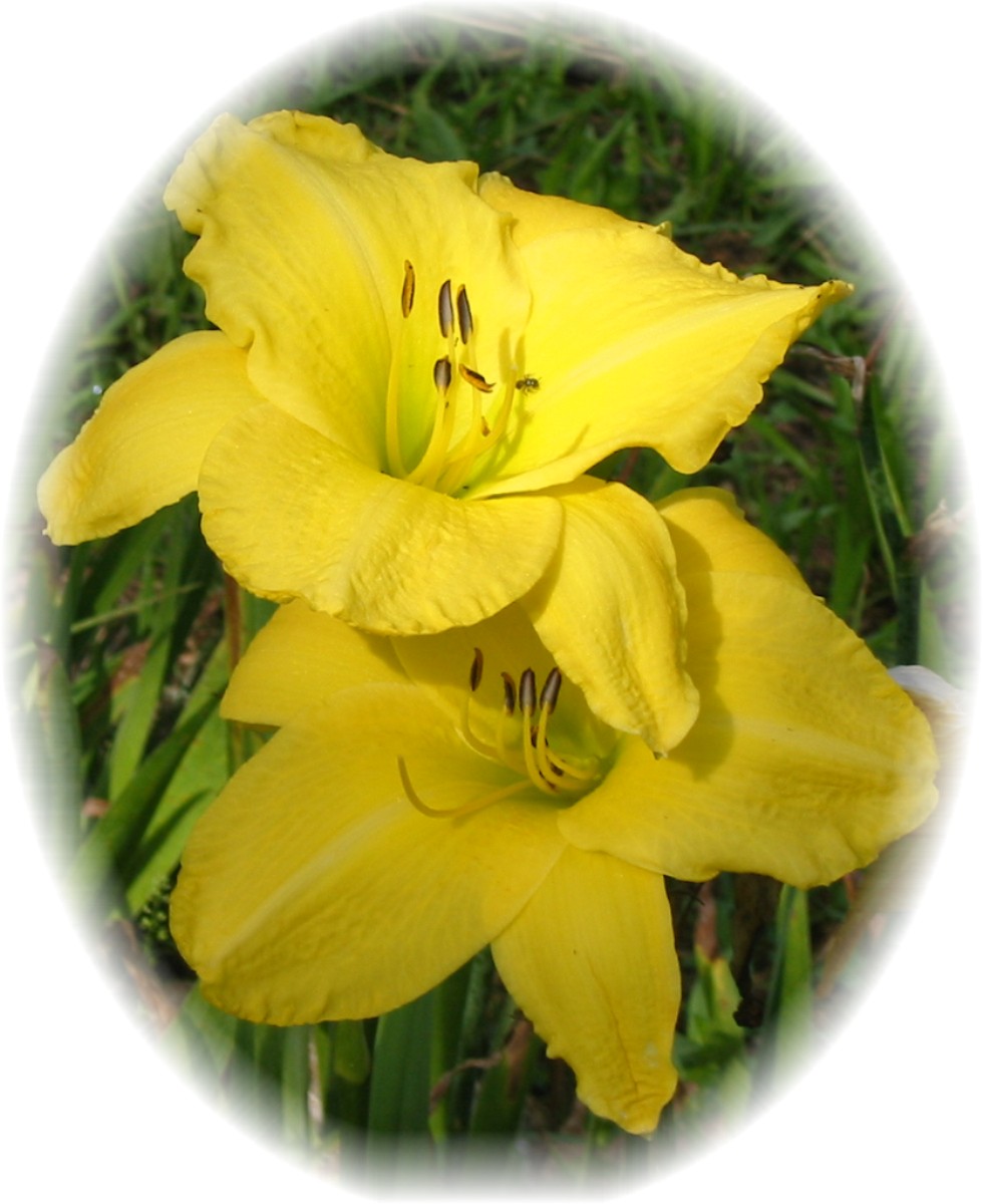 Banana Lilies 2 (3).JPG