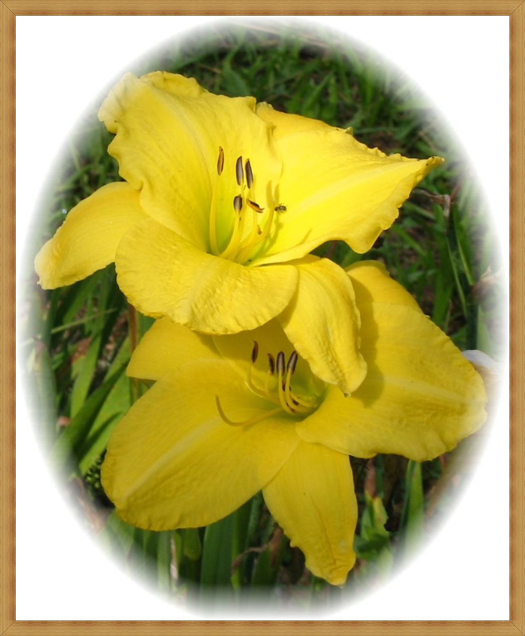 Banana Lilies 2.JPG