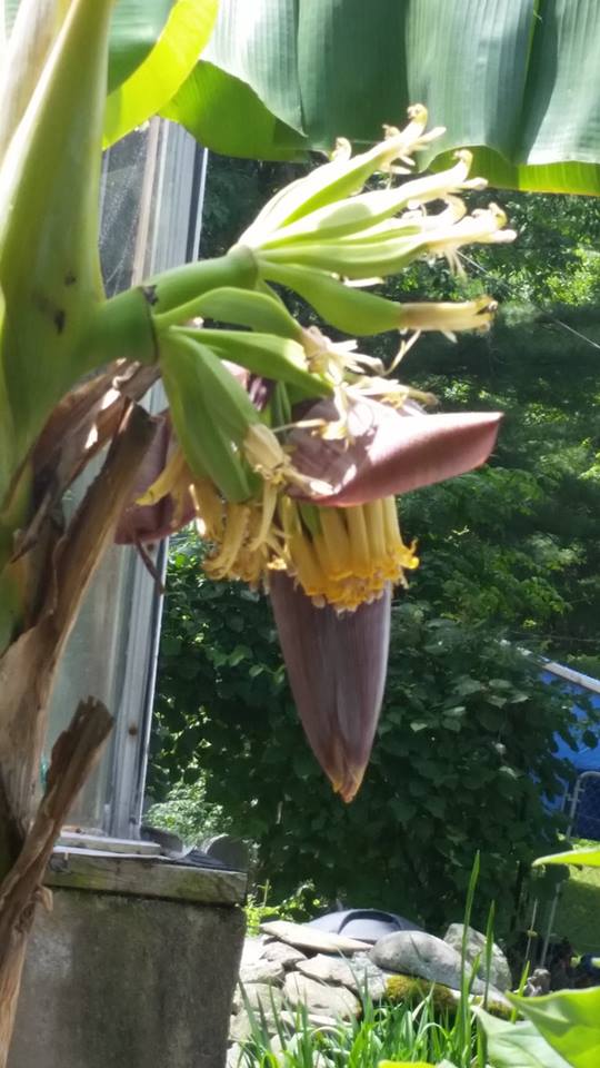 banana tree3.jpg