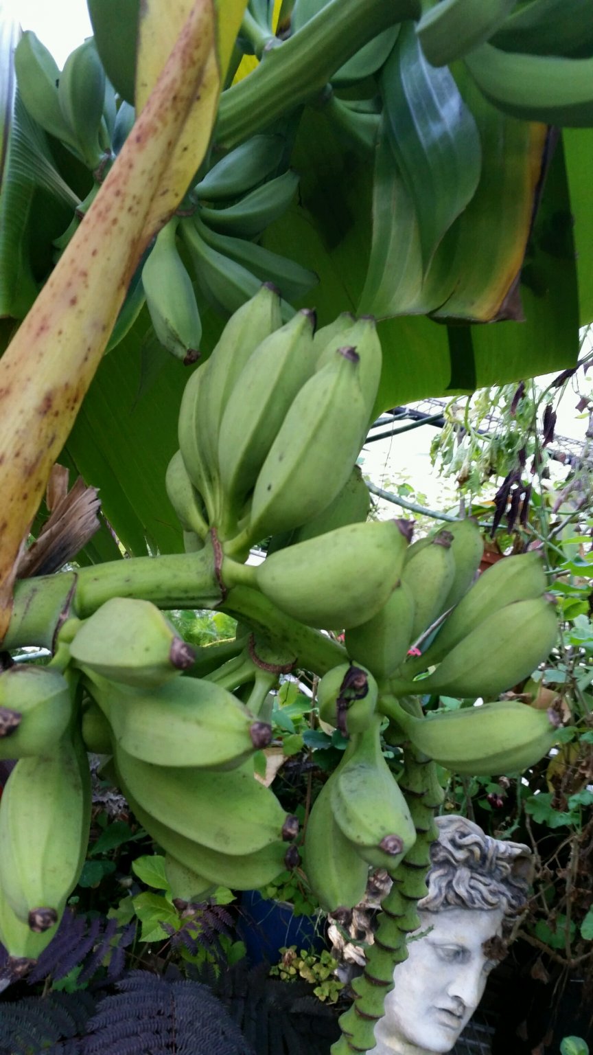 bananas.jpg