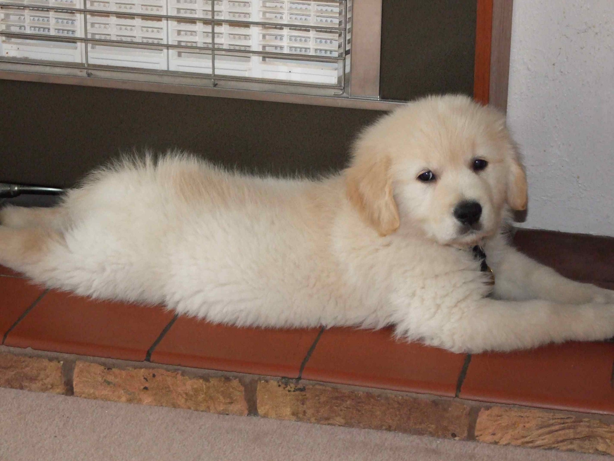 Barley puppy 2.jpg