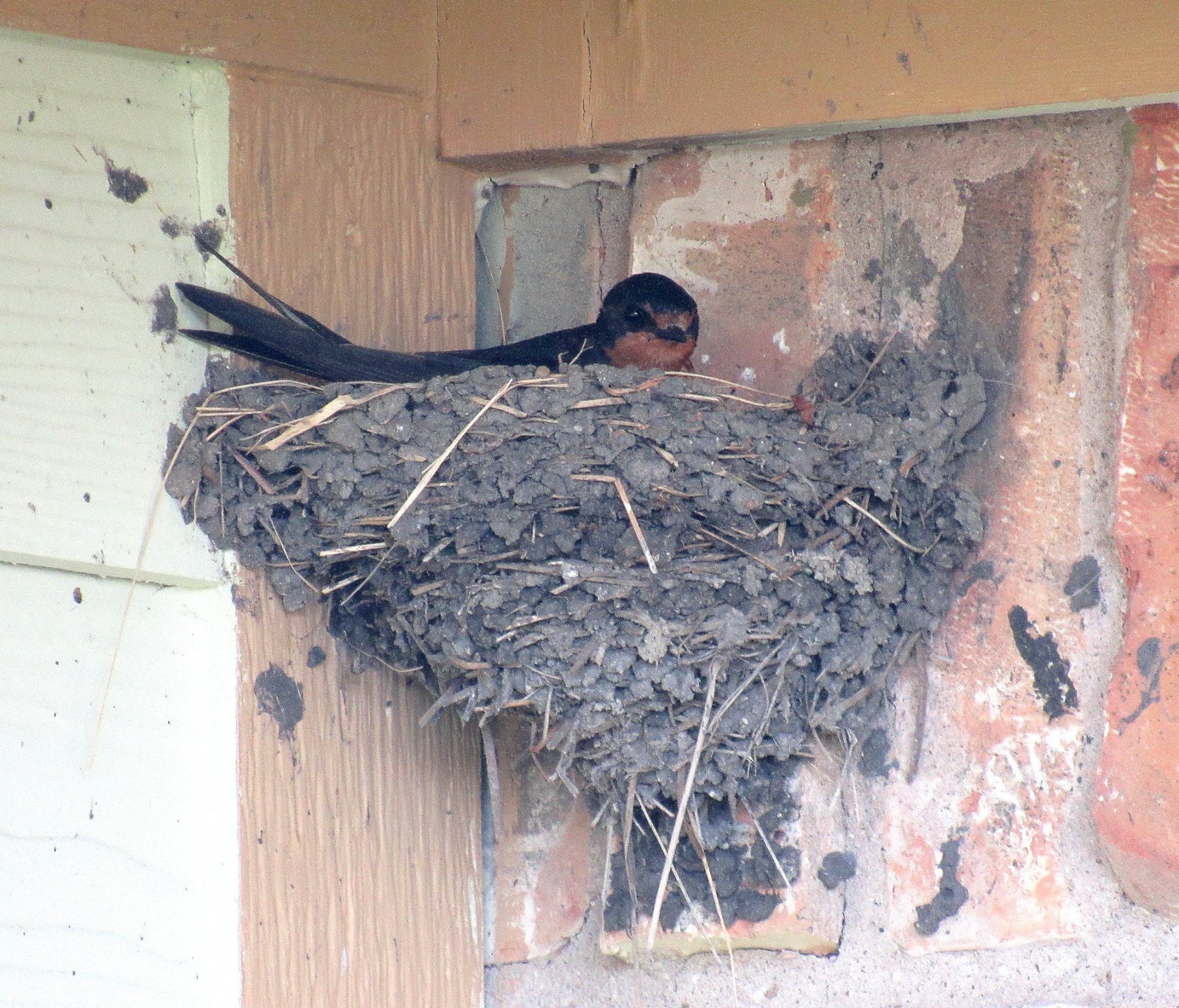 Barn Swallow a.jpg