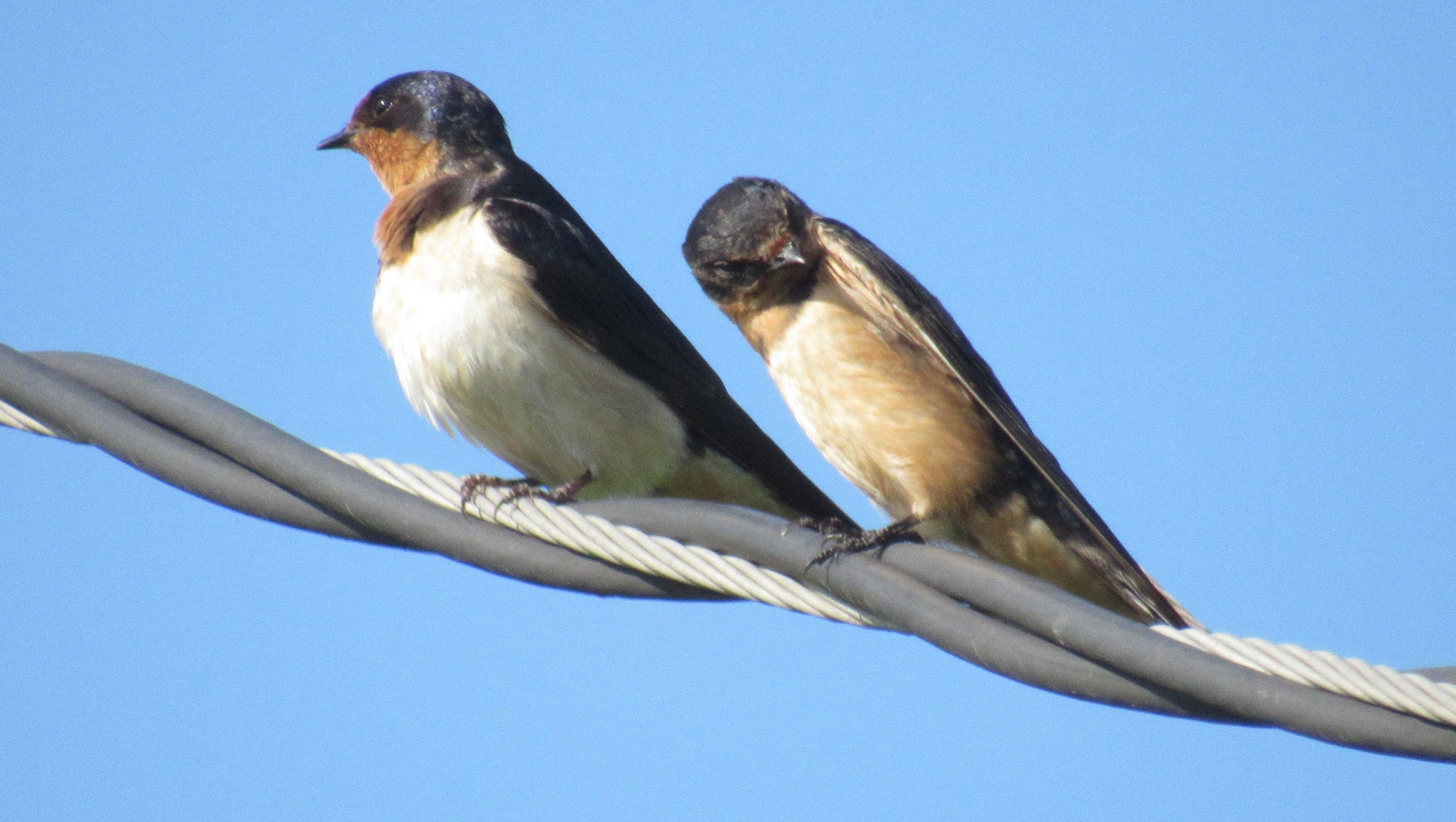 Barn swallow pair.jpg