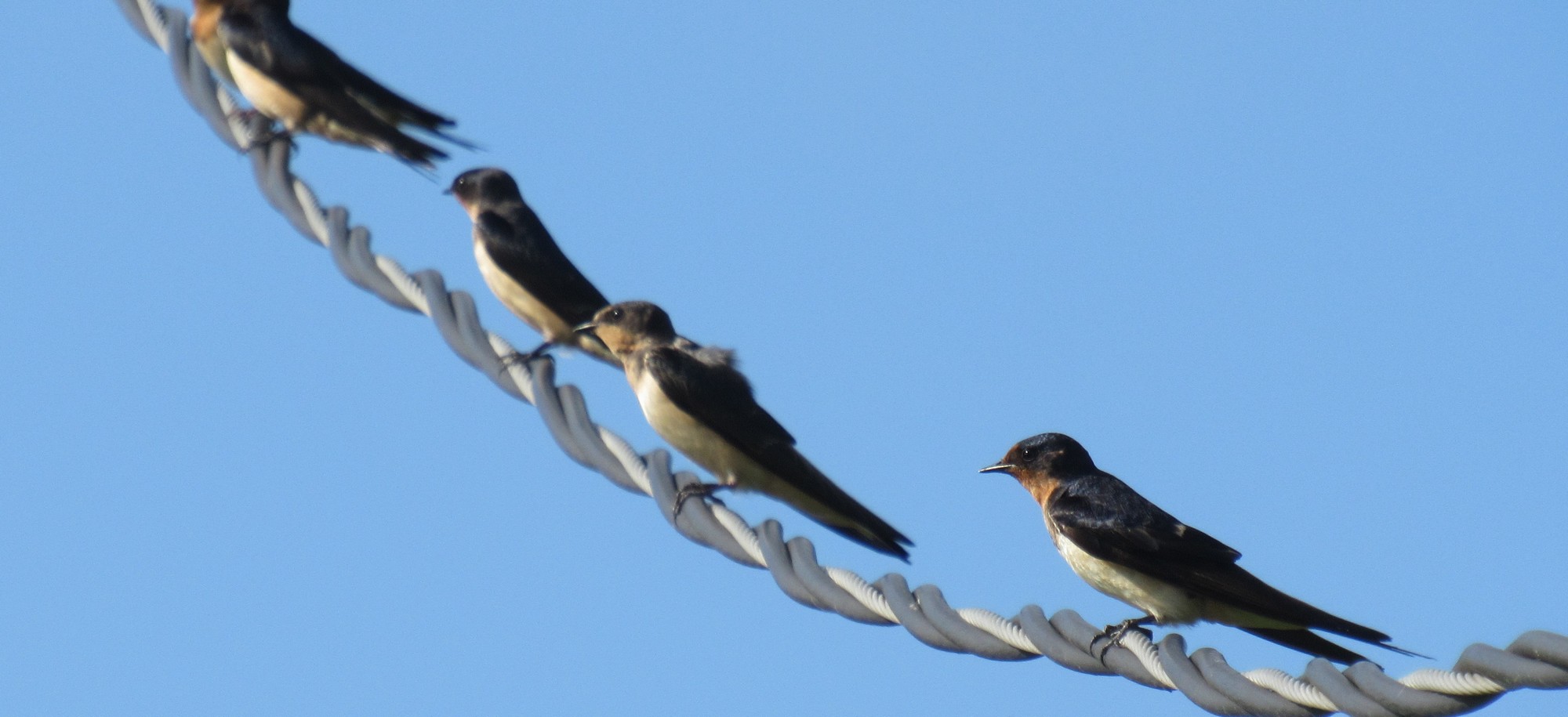 barn swallows on wire.jpg