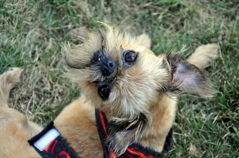 Baxter1.JPG