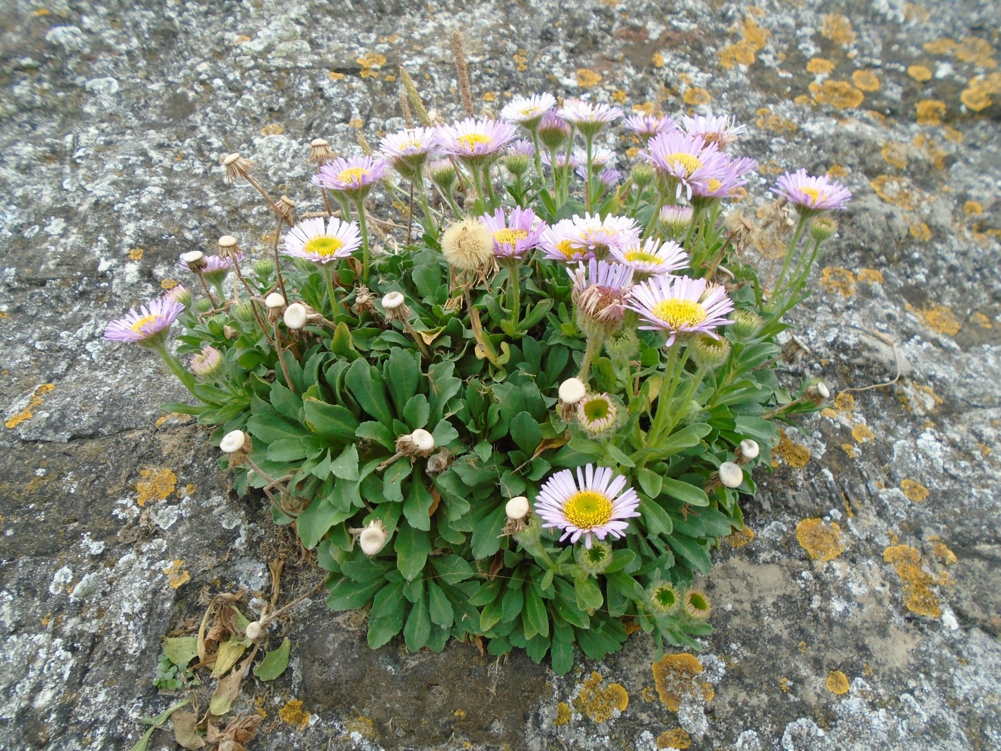 Beach Aster, Erigeron glaucus.JPG