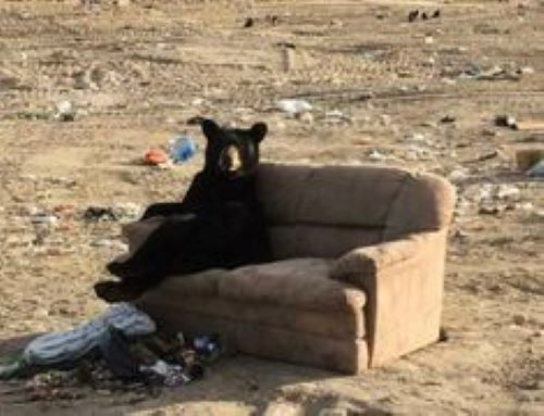 bear-sofa.jpg