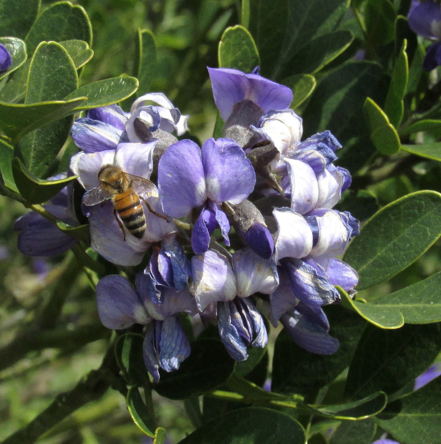 Bee on Bloom.jpg