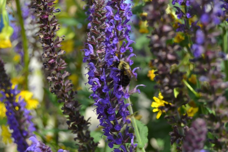 beeandsalvia.jpg