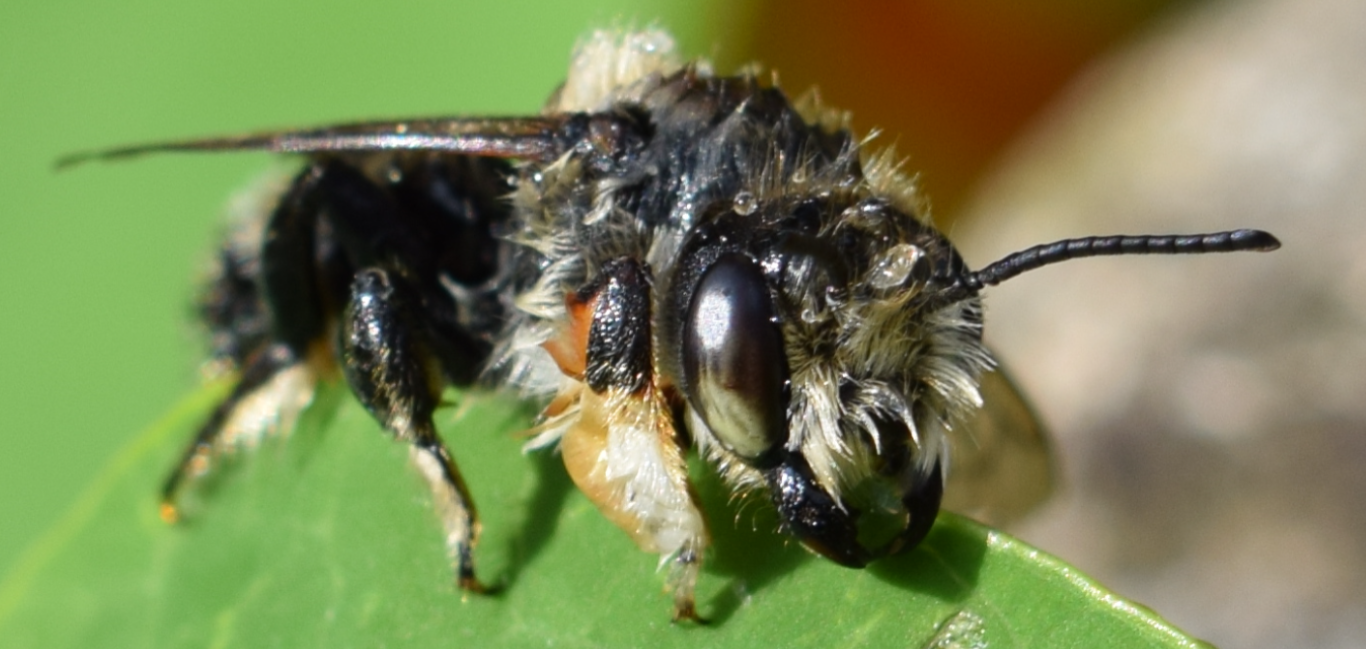 beeee (2).PNG