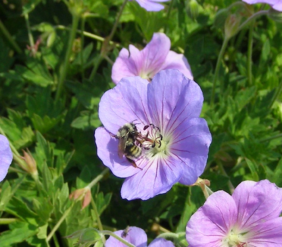 bees 002.JPG
