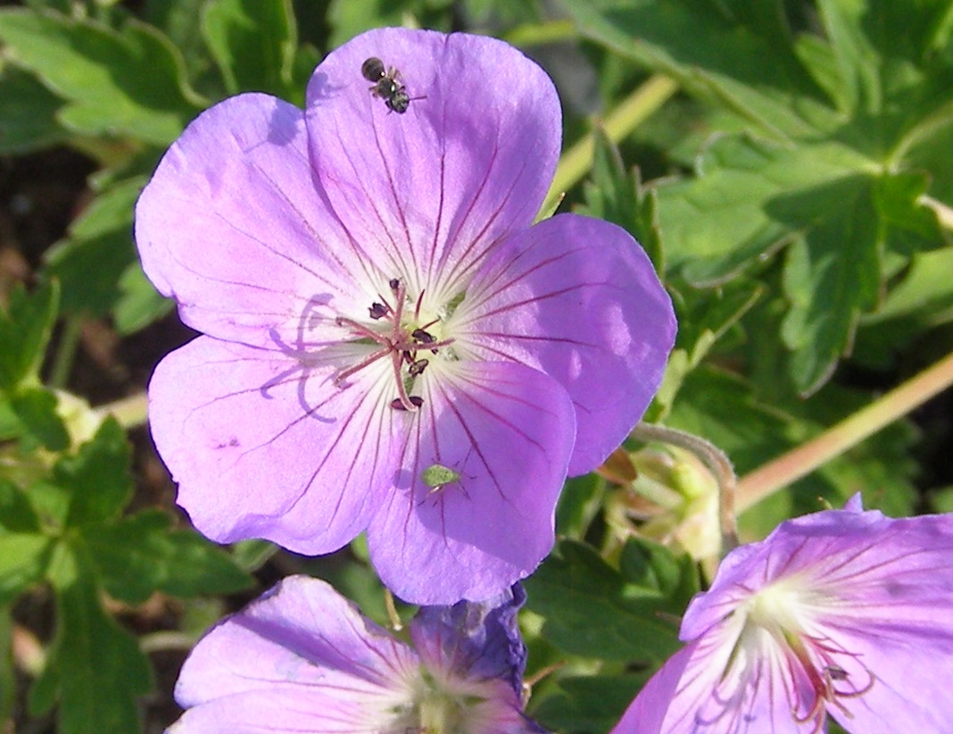 bees 003.JPG