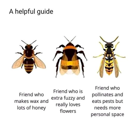 bees 13.jpg