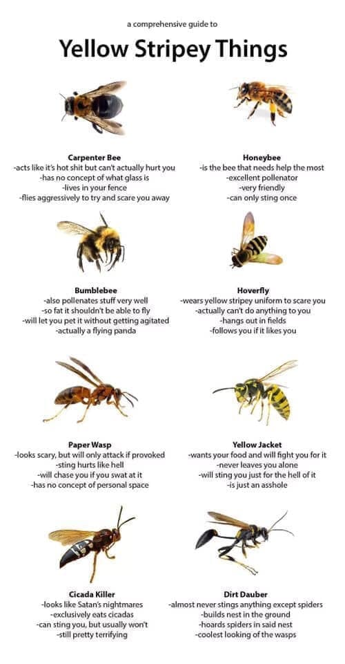 Bees 6.jpg