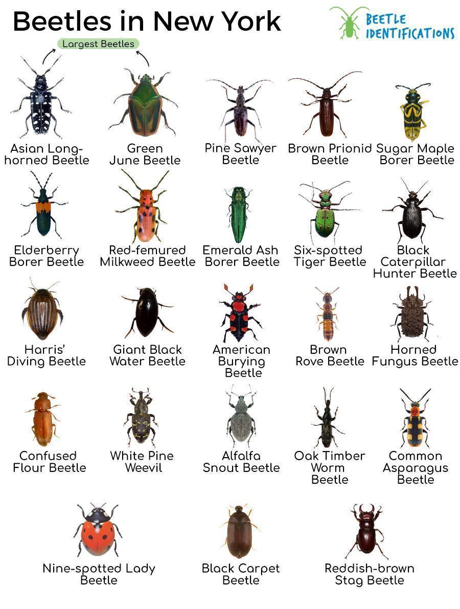 Beetles-in-New-York-NY.jpg