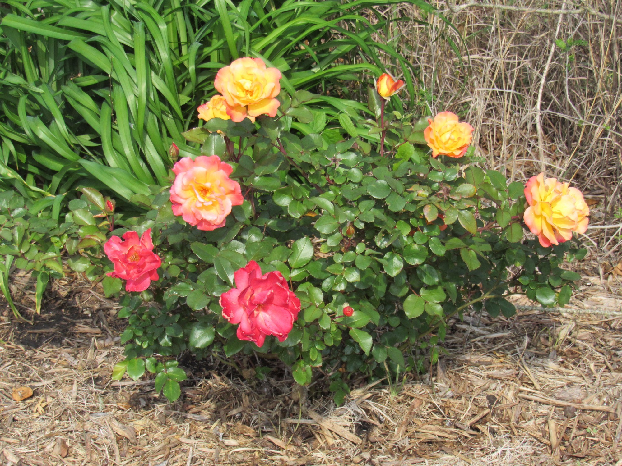 Bengal Tiger rose.jpg