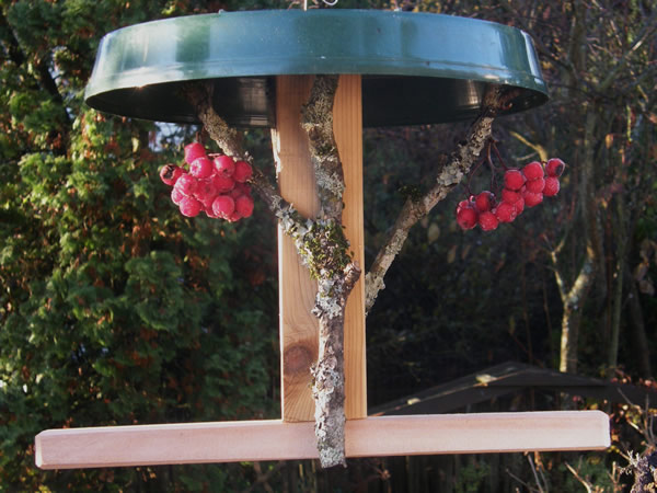 berry feeder.jpg