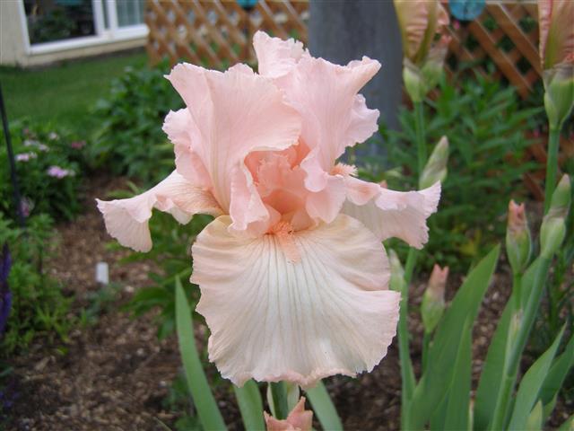 Beverly Sills 2016 (Small).JPG