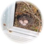 Bewick Wren's Nest.jpg