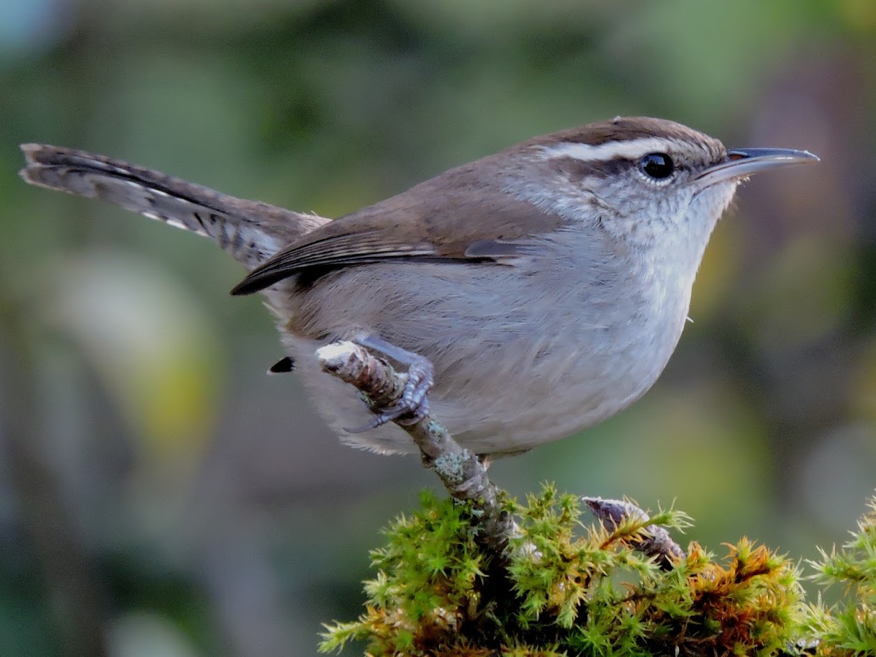 Bewick's wren.jpg