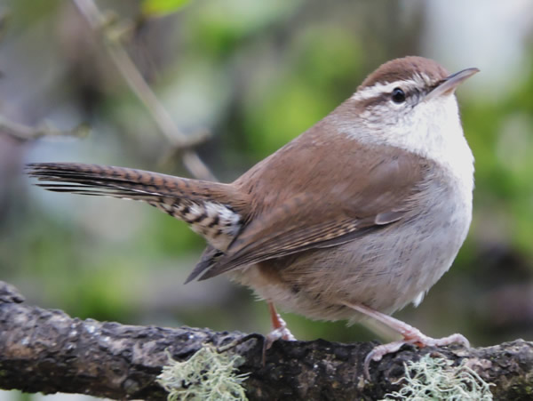 bewicks wren.jpg