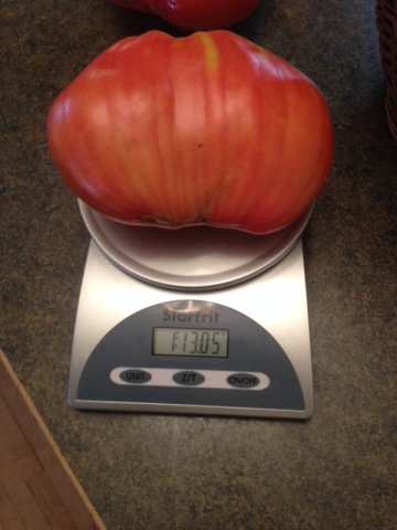 Big tom.JPG