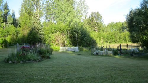 bird and bug netting.JPG