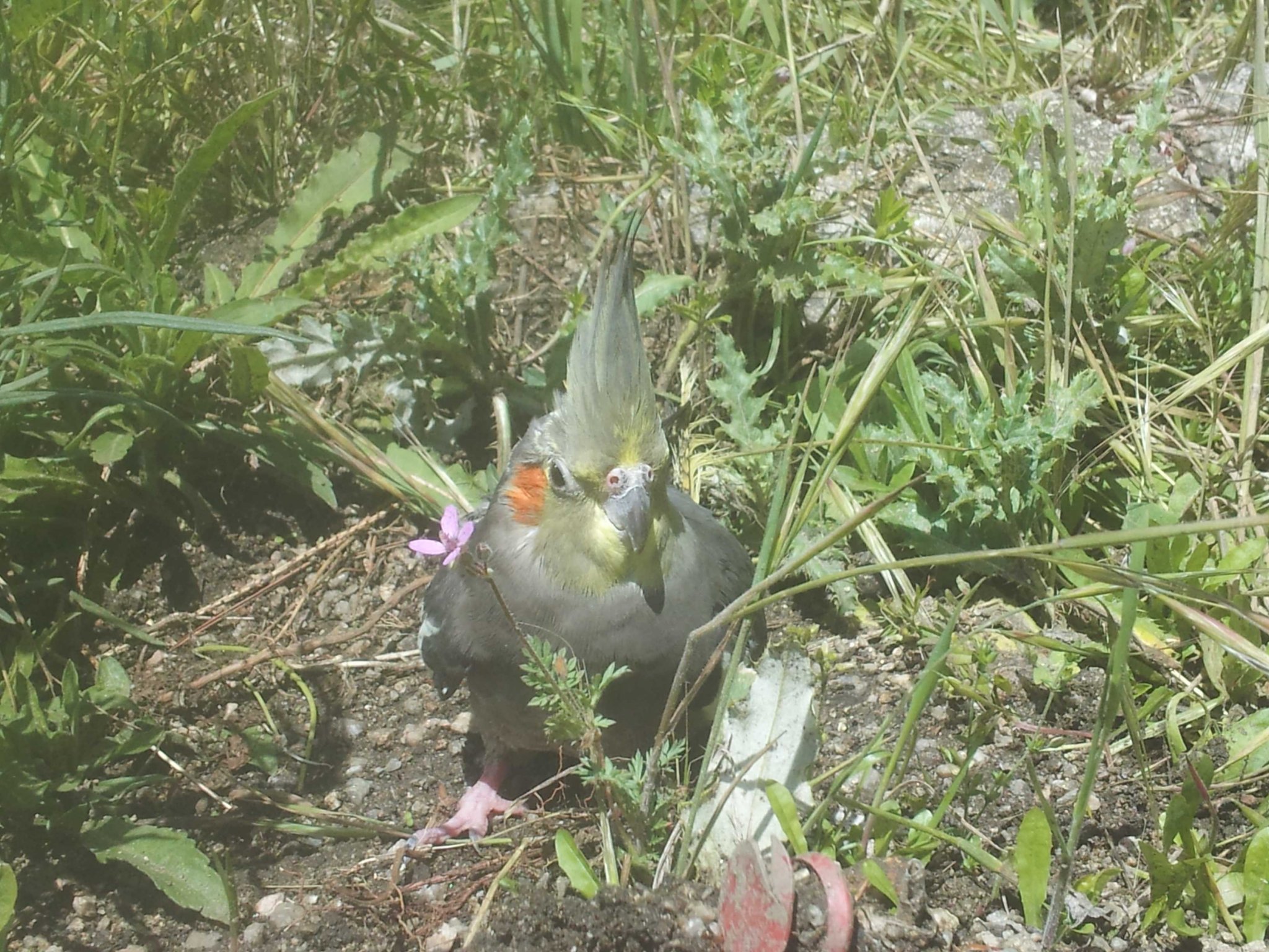 bird.jpg