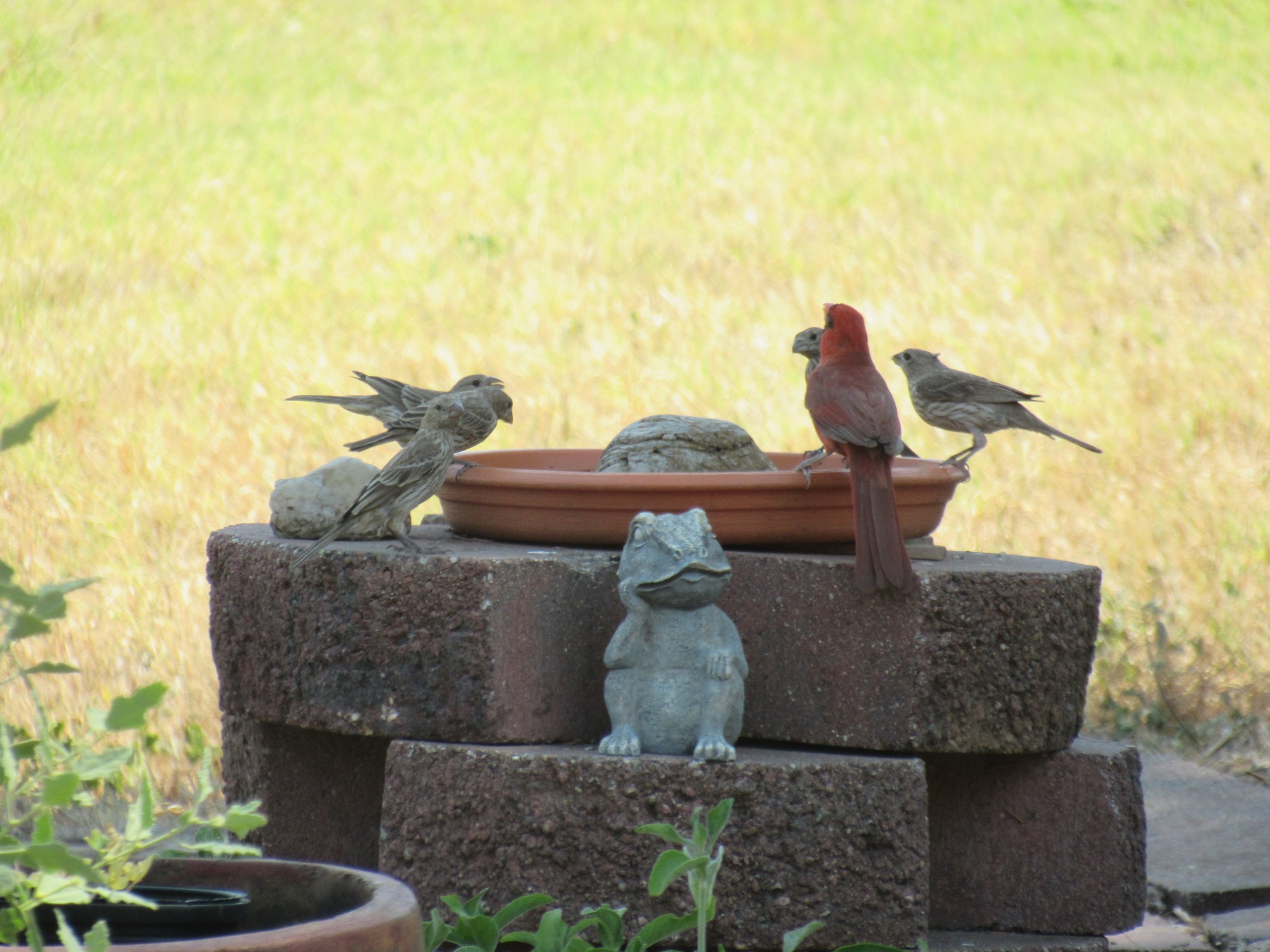 Birds at waterer.jpg