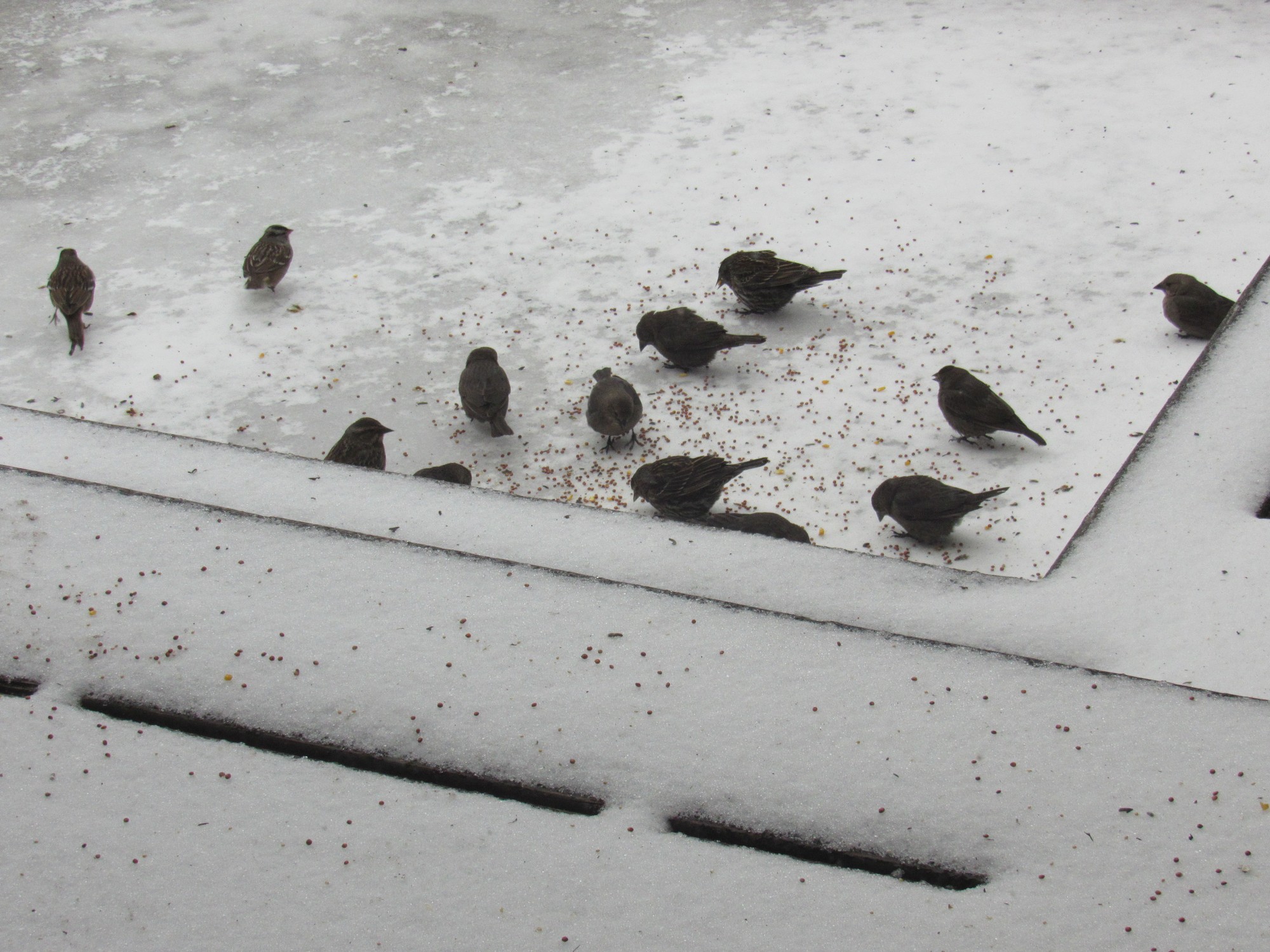 birds in snow.jpg
