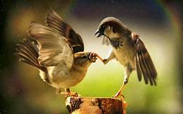 birds.jpeg