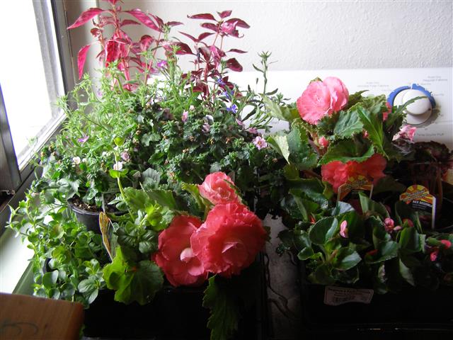 birthday+Mothers day flowers 001 (Small).JPG