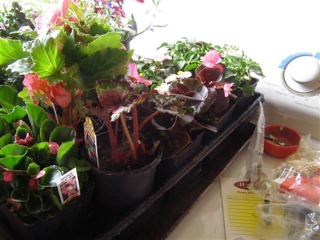 birthday+Mothers day flowers 003 (Small).JPG
