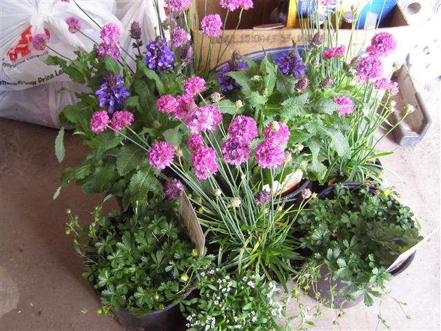 birthday+Mothers day flowers 005 (Small).JPG