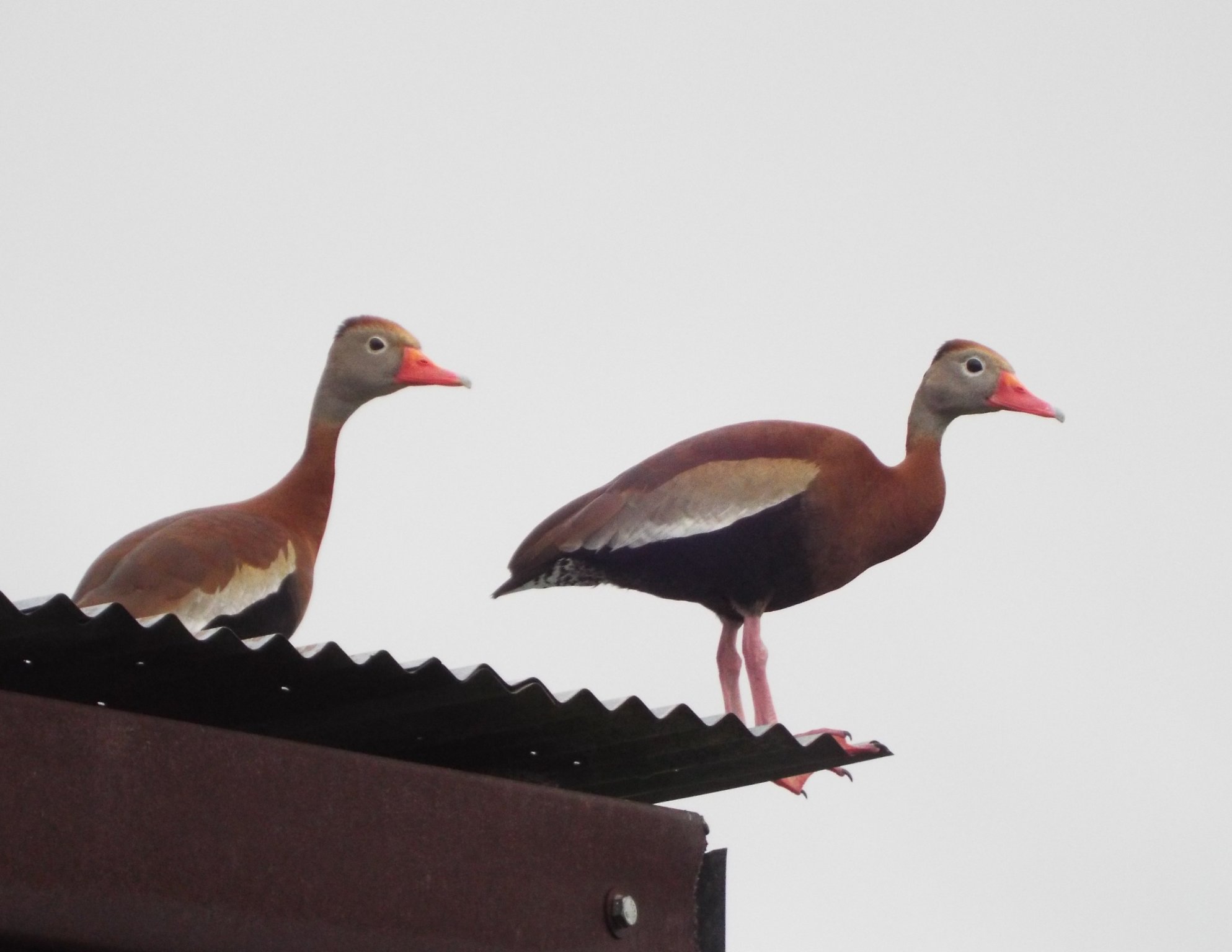 Black-bellied whistling ducks.jpg