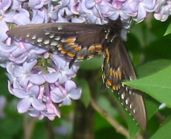 Black Butterfly.jpg