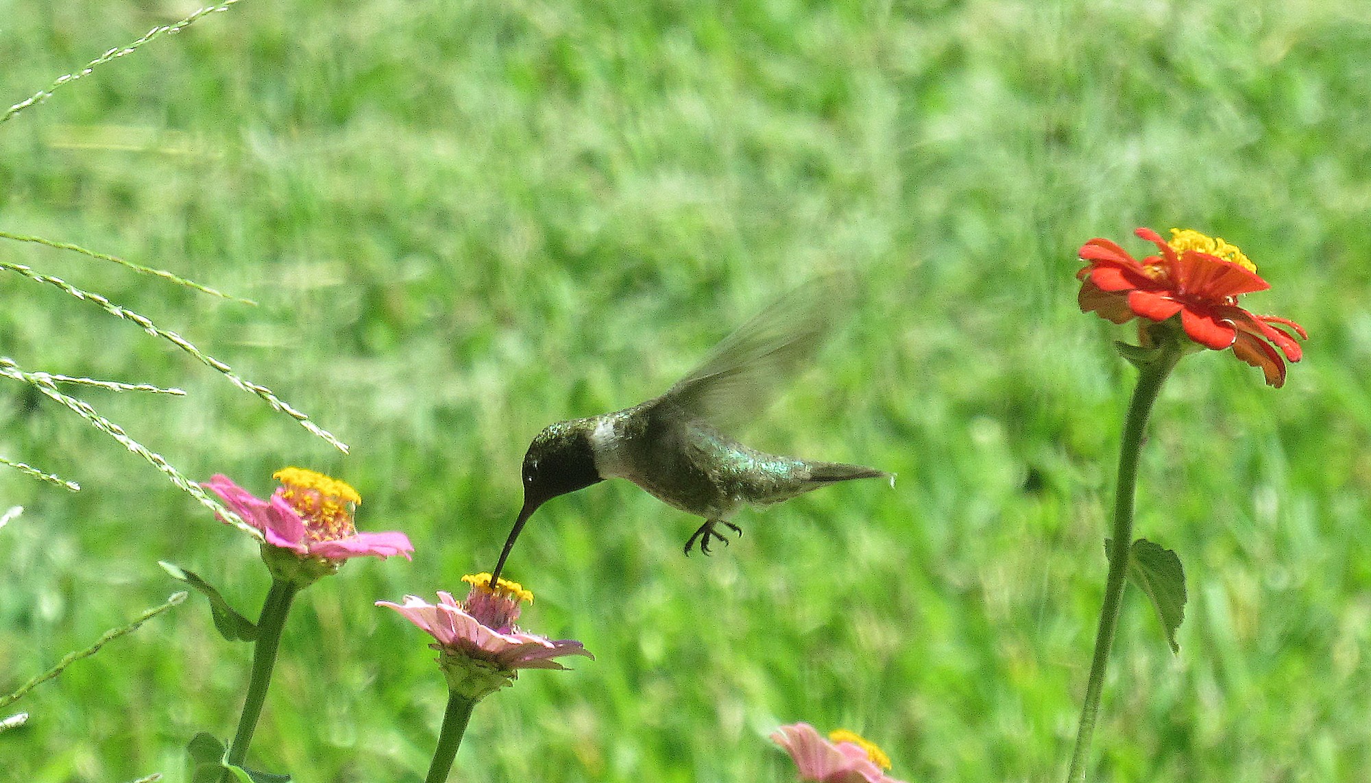 Black-chinned Hummingbird.jpg