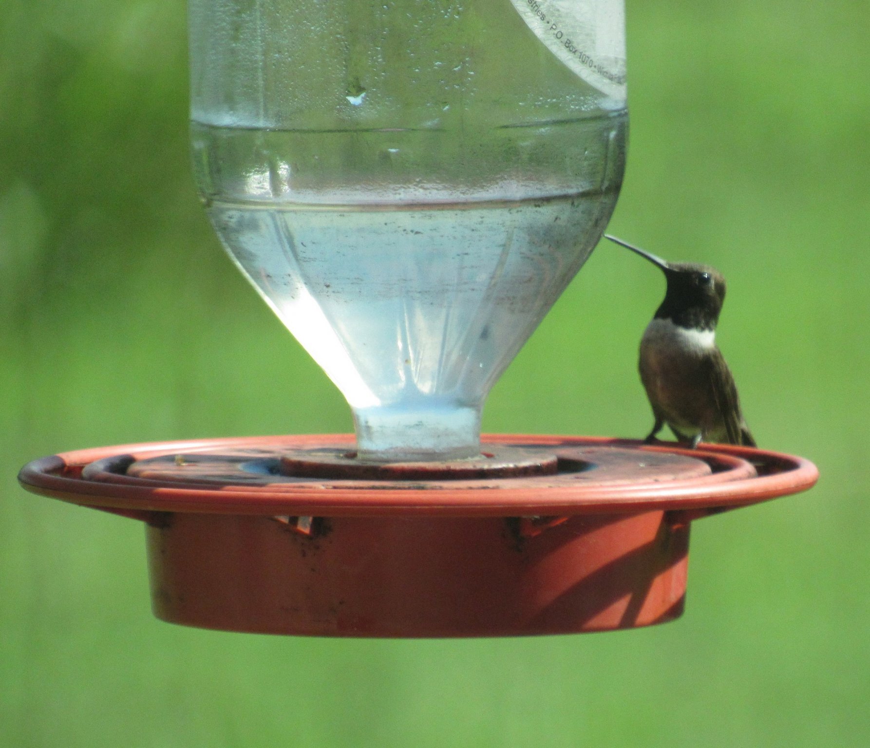 black chinned hummingbird.jpg