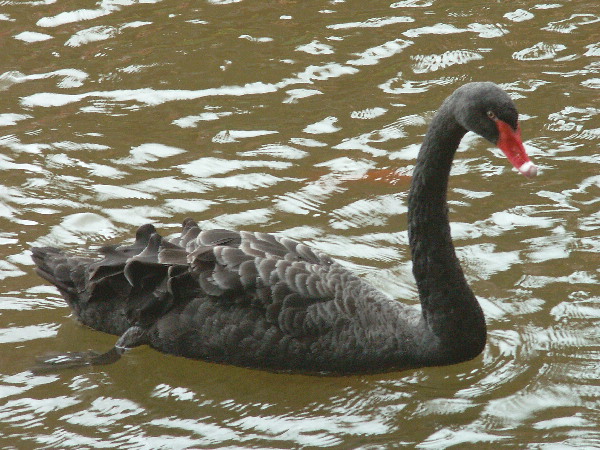 black swan.jpg
