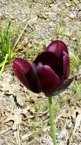 black tulip.jpg