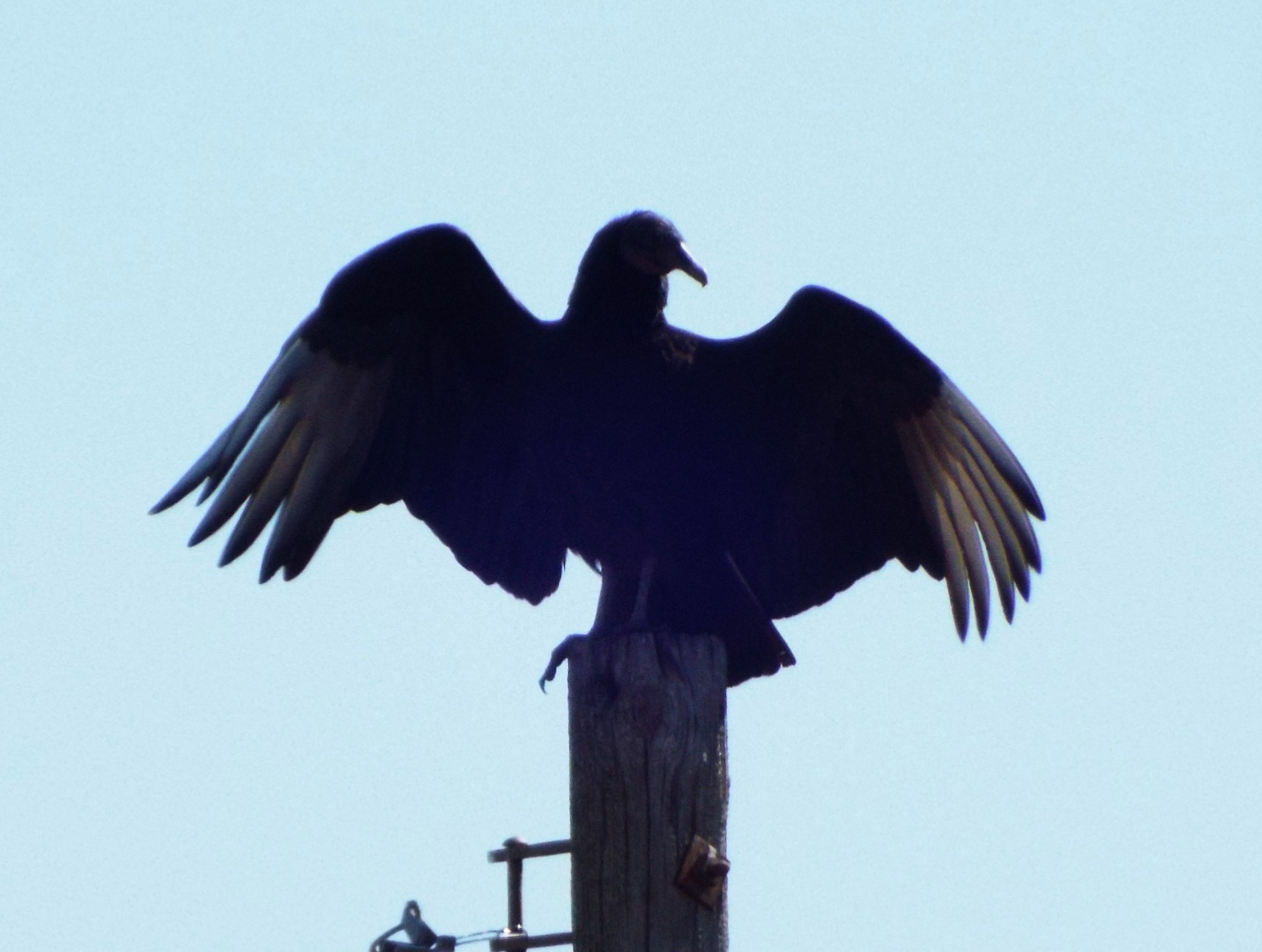 Black Vulture 1.jpg