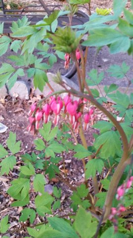 bleeding heart1.jpg