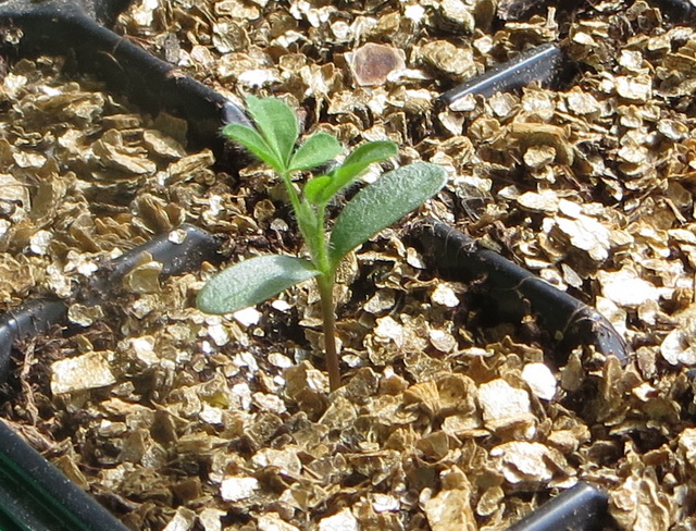 bloempies4.jpg