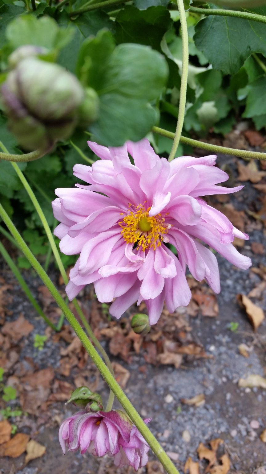 bloom.jpg