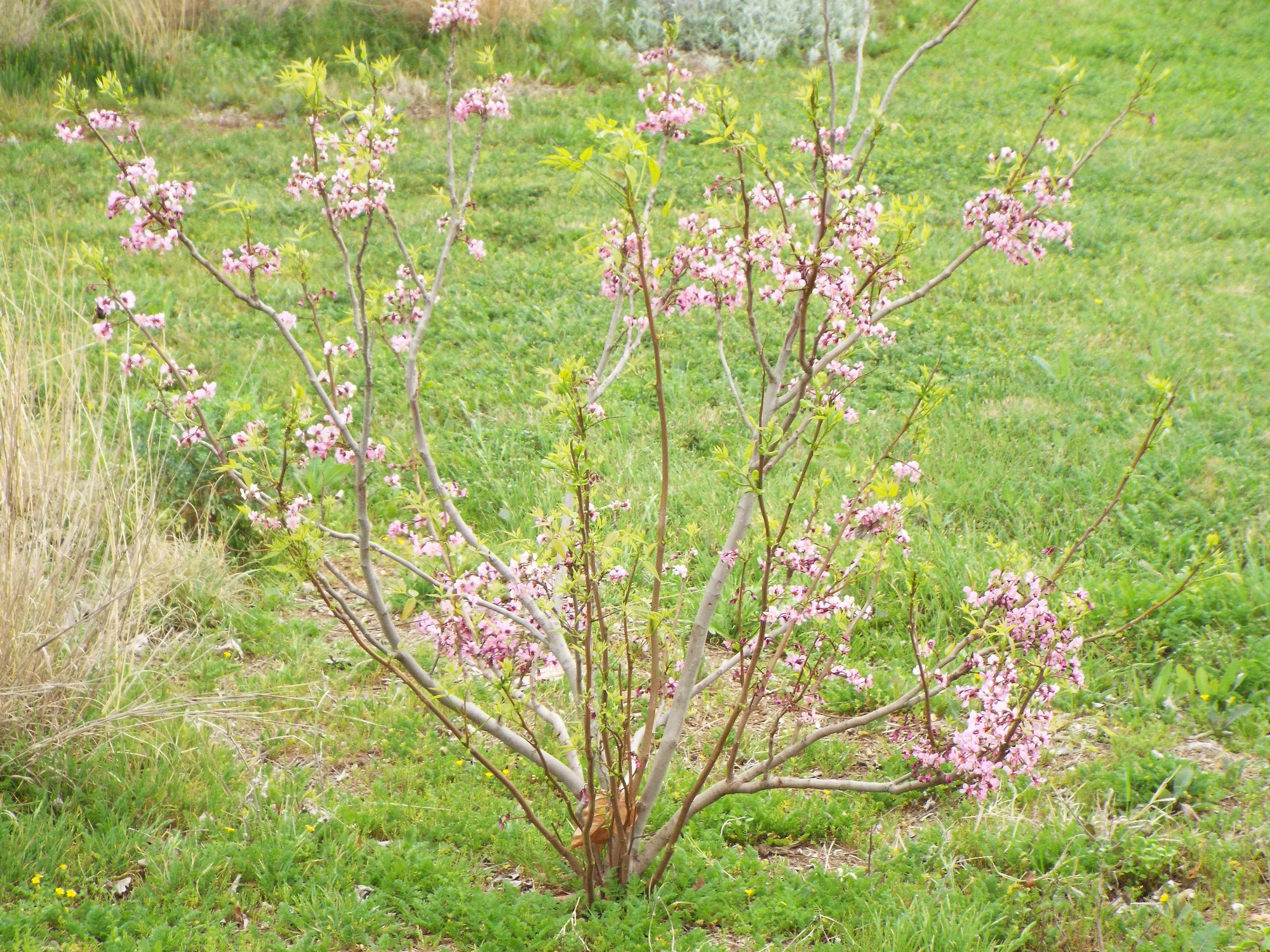 Blooming Almond Tree.jpg