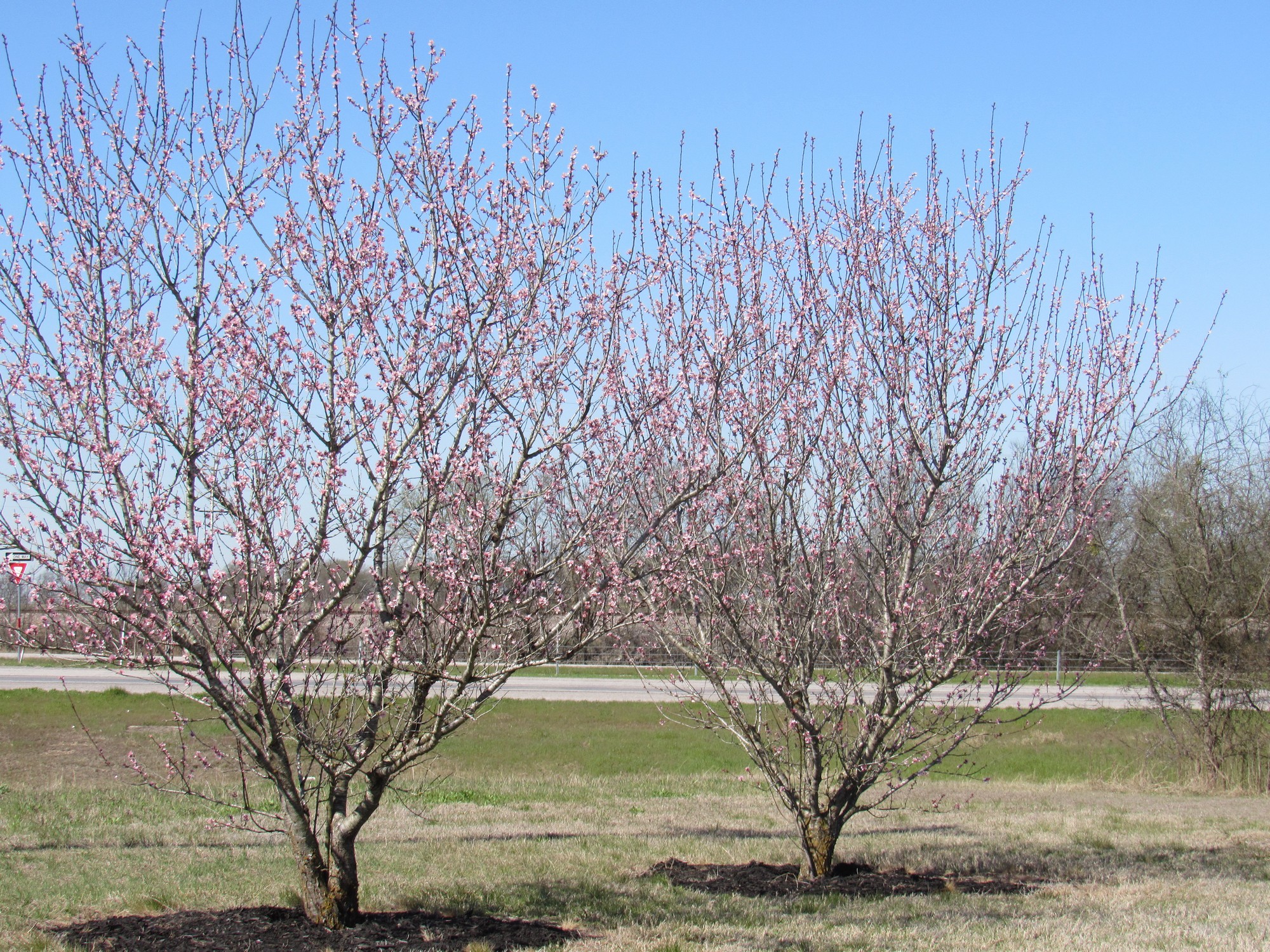 blooming almond trees.jpg
